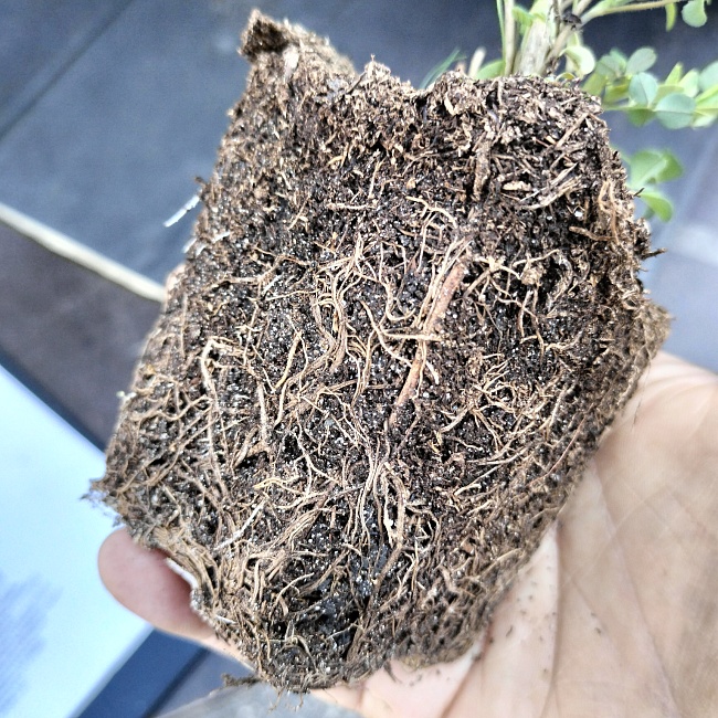 Жимолость блестящая Лемон Бьюти 1 шт Р9